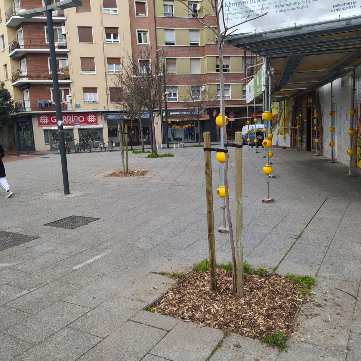 Nos alegra ver los frutos del trabajo realizado el pasado verano, y ver que se han empezado a restituir los alcorques vacíos o dañados de Zaramaga 
ℹ️ bizigarrizaramaga.eus/2025/01/08/tes…