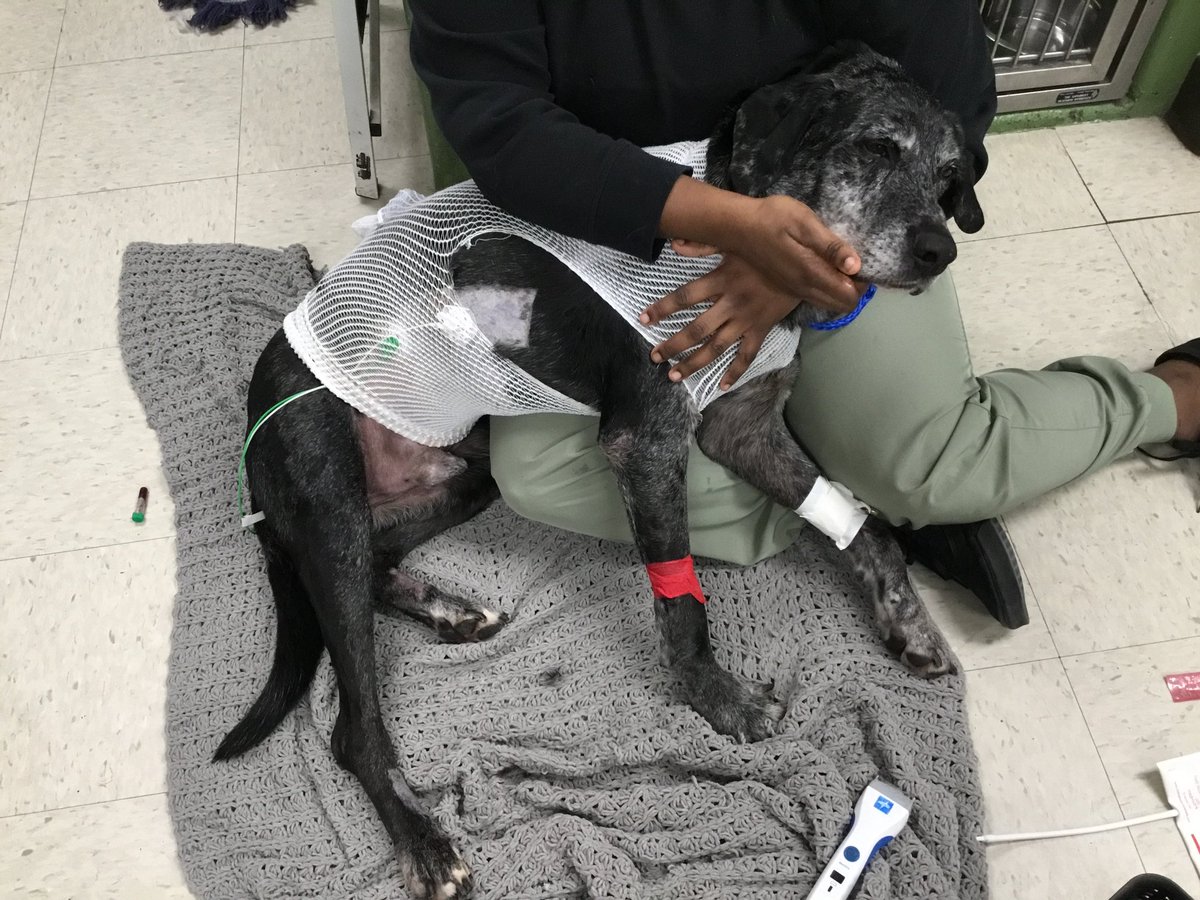 WeRateDogs tweet media