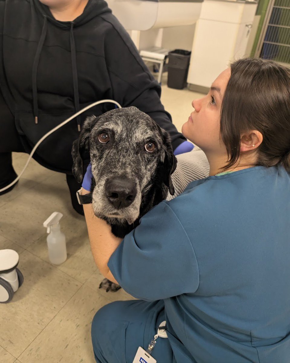 WeRateDogs tweet media