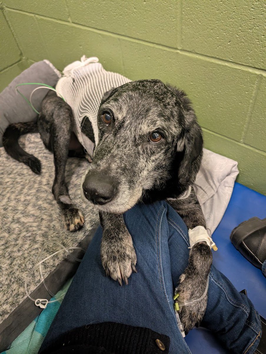 WeRateDogs tweet media