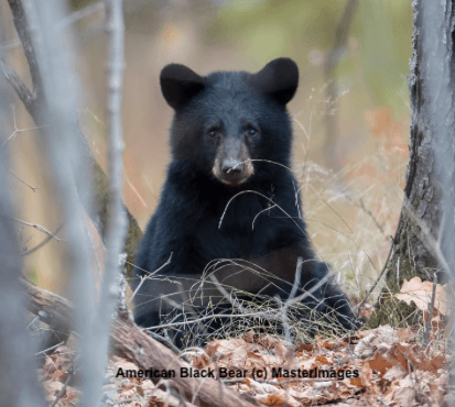 Rewilding's tweet image. To-Do: 1) Make sure you are subscribed to Rewilding Earth News at rewilding.org 2) Subscribe to the Rewilding Earth Podcast rewilding.org/pod 3. Follow us on Bsky bsky.app/profile/rewild… That's it, that's the tweet! #rewilding