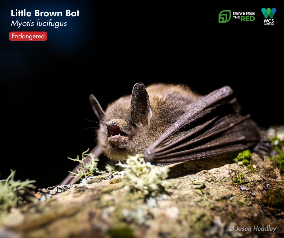 WCS_Canada's tweet image. Today is #ReverseTheRedDay! Our @wcscanadabats Program works to protect species like the little brown bat, an essential insect‐eater now listed as Endangered (IUCN) 🦇

These bats face threats like white‑nose syndrome (WNS), habitat loss, and wind turbine collisions!