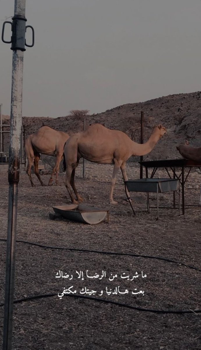 ما شريت من الرضا الإ رضاك ...
بعت هالدنيا وجيتك مكتفي ...

#مساء_الخير_والسعاده