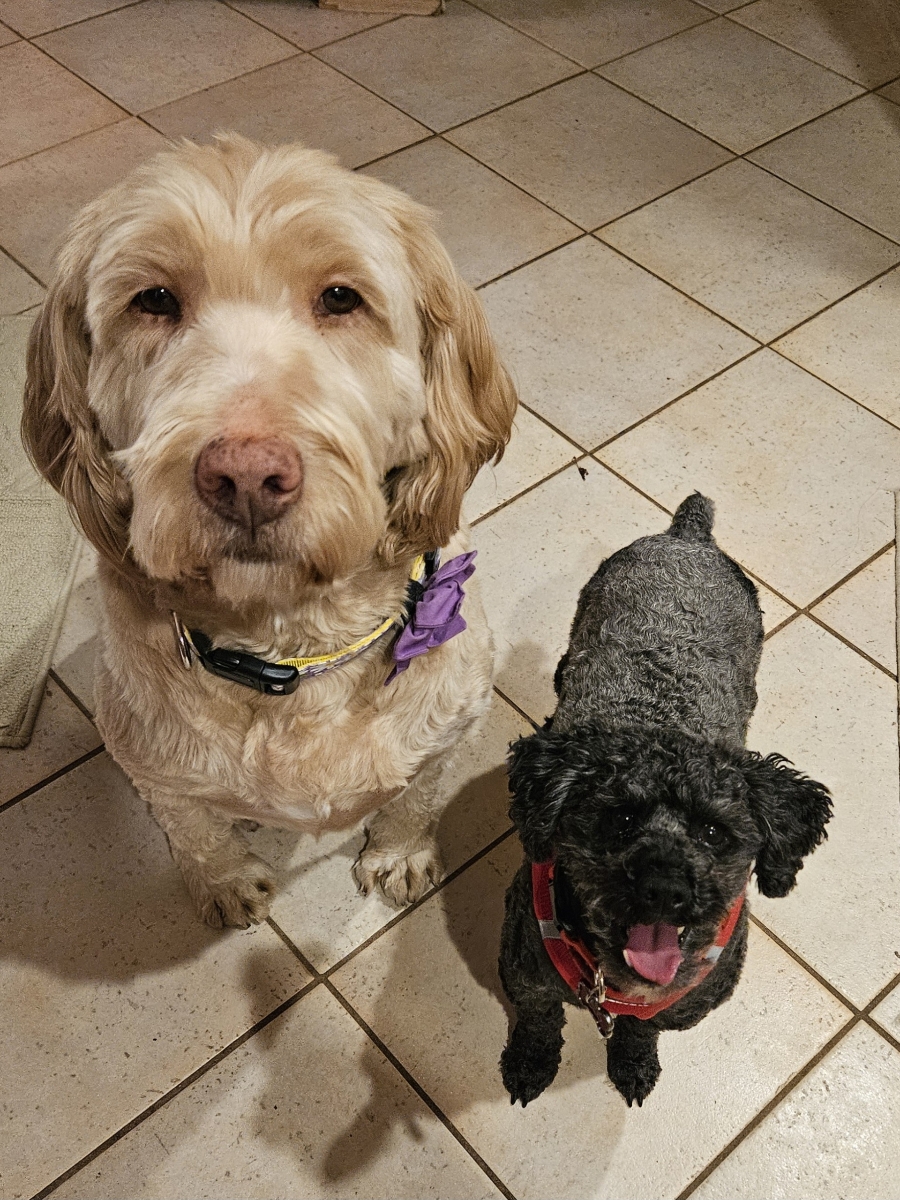 Paws of War tweet media