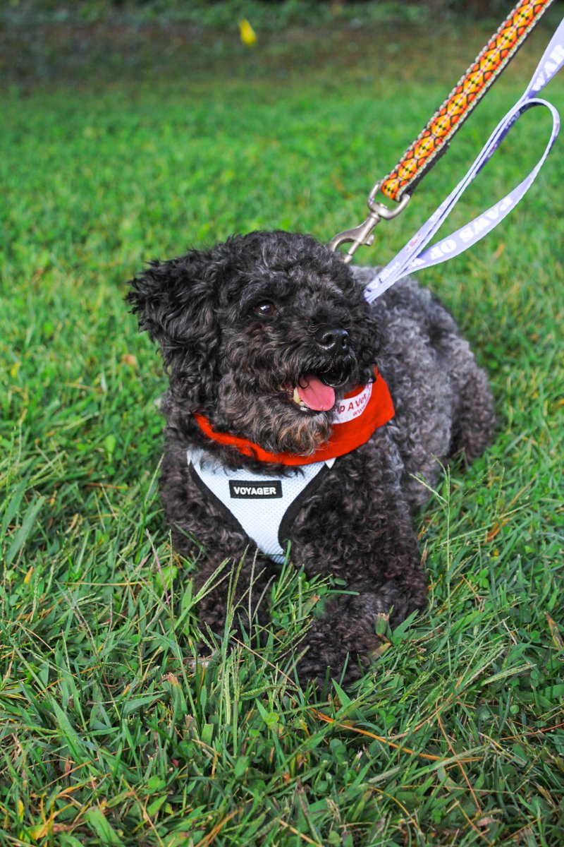 Paws of War tweet media