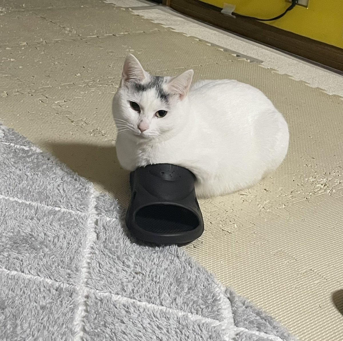 Pc0qJp0's tweet photo. スリッパ暖めてくれてるの？

#ねこ　#猫好きさんと繫がりたい𓏲𓎨 
#猫のいる暮らし𓏲𓎨 https://t.co/QJOiymxjYg