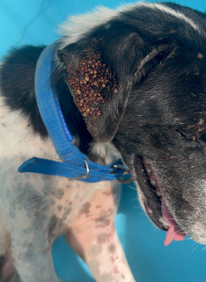 My favorite thing to do to keep spirits up is to go back and visit dogs I’ve helped in the past.

This is Rocky. I called him that because he was down and out. 

Those are ticks in his ears and on his eyes. 100s of them suckling his blood (1/5) 🧵