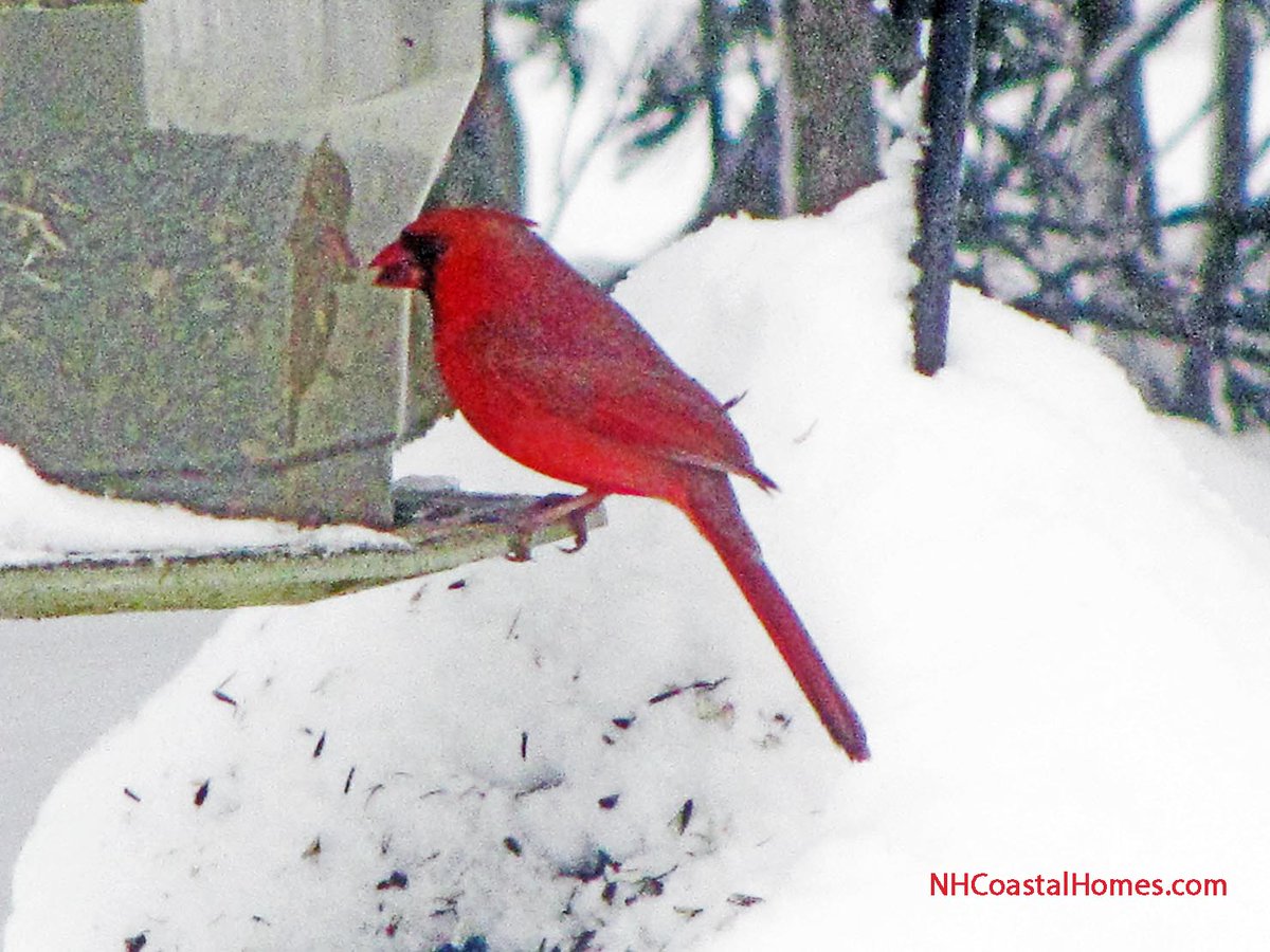 RealtorJimLee's tweet photo. ❄️✨ A Winter Wonderland with a Pop of Red! ✨❄️
There’s nothing quite as magical as the sight of a bright red cardinal against a snowy backdrop. 
Explore the New Hampshire Seacoast. 
https://t.co/7WIXIiszln https://t.co/aoags1hSA6