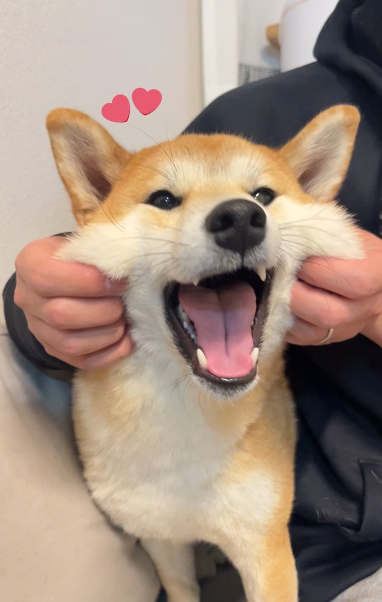 shiba_tukune's tweet photo. 今日もたのしかったハムー！🐶🐹

#柴犬
#柴犬つくね https://t.co/HOlH4J9bOQ