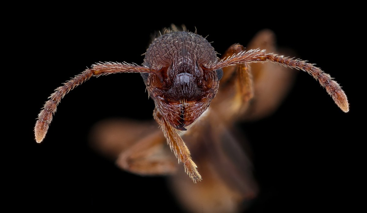 Head of the previous post's ant.  Exquisitousness in architecture. 
#ant #ants #patternsinnature