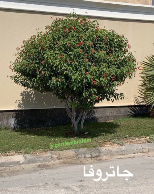 تجبرك بعض الأشجار على تصويرها لجمالها 

بونسيانا - الطائف 
اوركاريا  - ابها 
موز كاذب - جده 
جاتروفا - الخبر