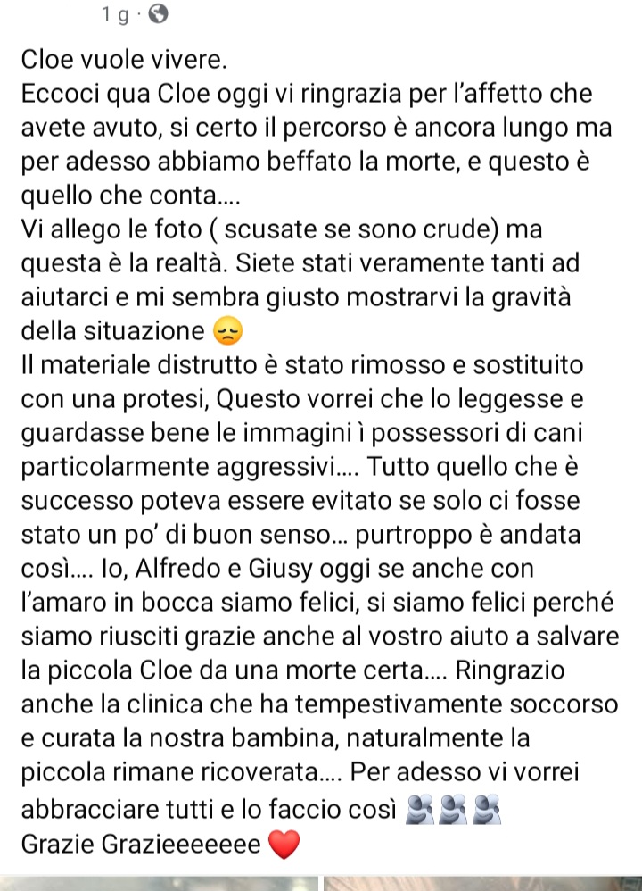 zampa_qua's tweet photo. https://t.co/fFQbwixszX  
Cloe 5 anni adottata da Giusy ed Alfredo,azzannata da un molosso a Pontecagnano il 31 Gennaio,era all’interno della sua proprietà privata con cancello e rete di protezione il proprietario del molosso è scappato via.AIUTIAMOLA 🙏 https://t.co/0MlVhQjSJn