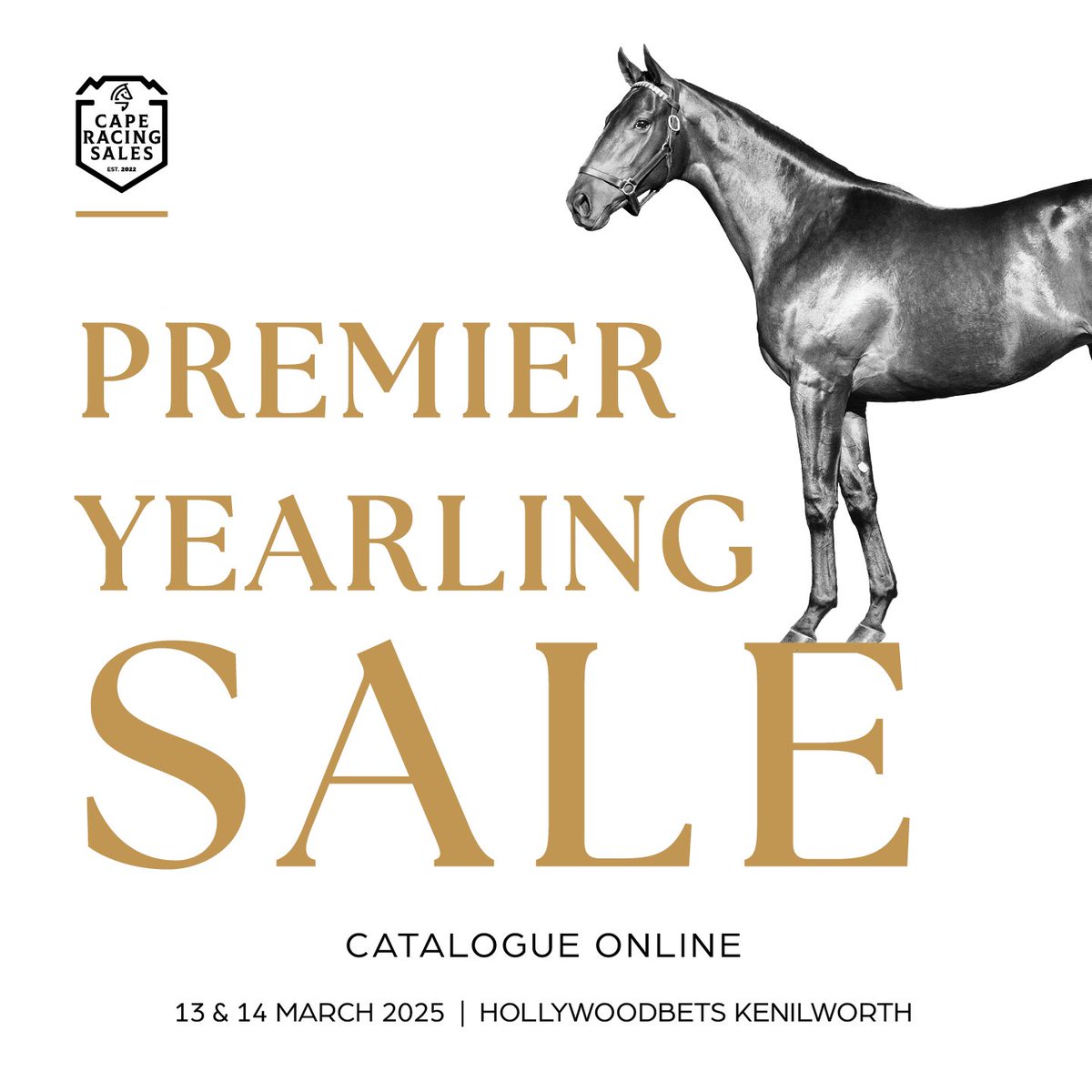 Looking ahead, anticipation is already building for the Premier Yearling Sale. The catalogue is available online and there is growing excitement about the quality of horses on offer.

caperacingsales.co.za/2025/02/07/cap… 
 
#PYS25 
#caperacingsales 
#jointhepassion 
#biggerbettercaperacing