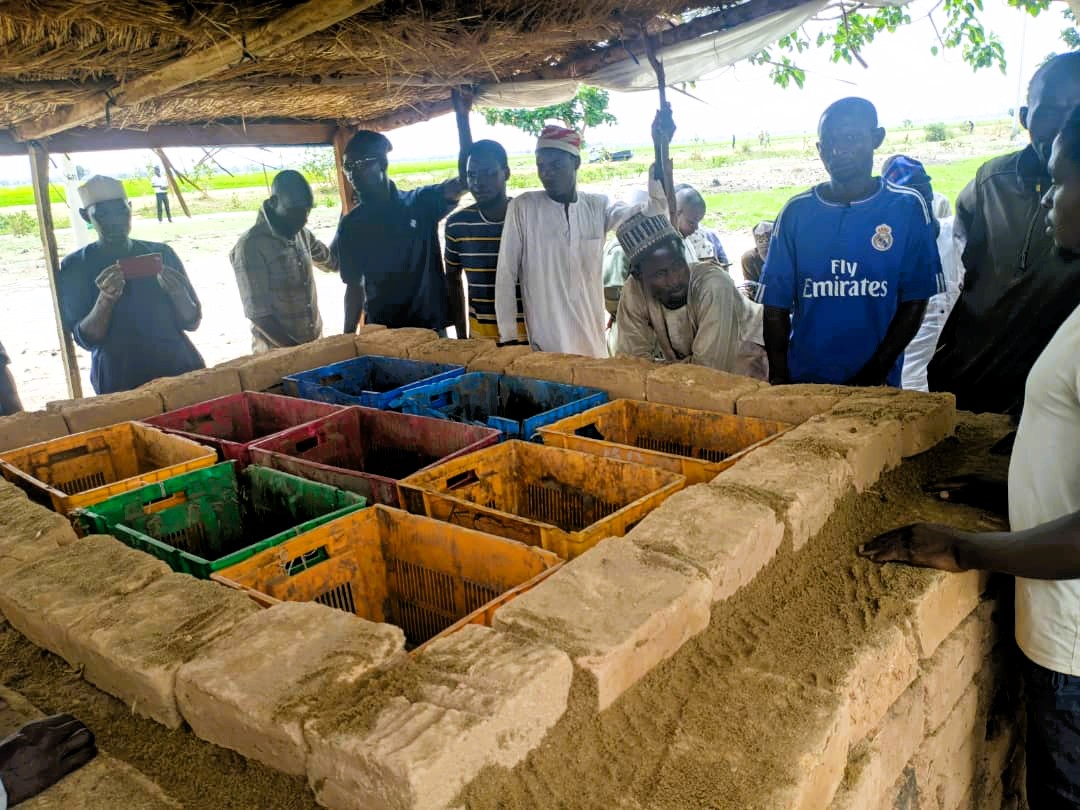 Sasakawa Nigeria (@nigeriasasakawa) on Twitter photo Our participatory approach enables farmers to develop innovative zero-energy cooling chambers (ZECC) for evaporative cooling of vegetables to reduce postharvest losses. Funded by the Kano State Government through the <a href="/ISFD_IsDB/">Islamic Solidarity Fund for Development (ISFD)</a> & the <a href="/LLF_fund/">Lives and Livelihoods Fund (LLF)</a>
1/2 Our participatory approach enables farmers to develop innovative zero-energy cooling chambers (ZECC) for evaporative cooling of vegetables to reduce postharvest losses. Funded by the Kano State Government through the <a href="/ISFD_IsDB/">Islamic Solidarity Fund for Development (ISFD)</a> & the <a href="/LLF_fund/">Lives and Livelihoods Fund (LLF)</a>
1/2