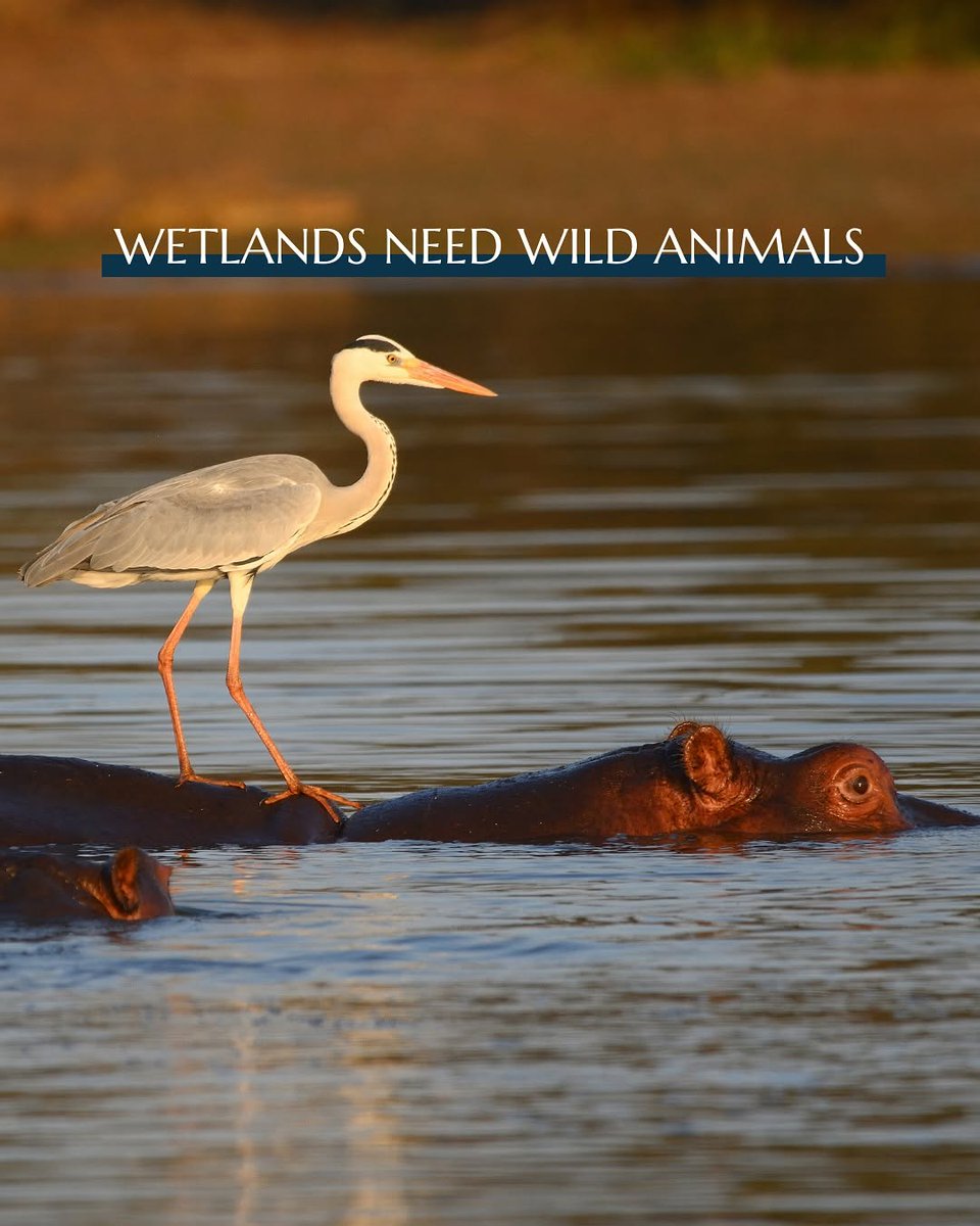 Our partners at <a href="/GlobalRewilding/">Global Rewilding Alliance</a> released a new report, Taking Animals into Account. This latest study reveals the overlooked yet vital role that wild animals play in maintaining the health and resilience of wetlands around the world.

Read more here: globalrewilding.earth/how-we-and-our…