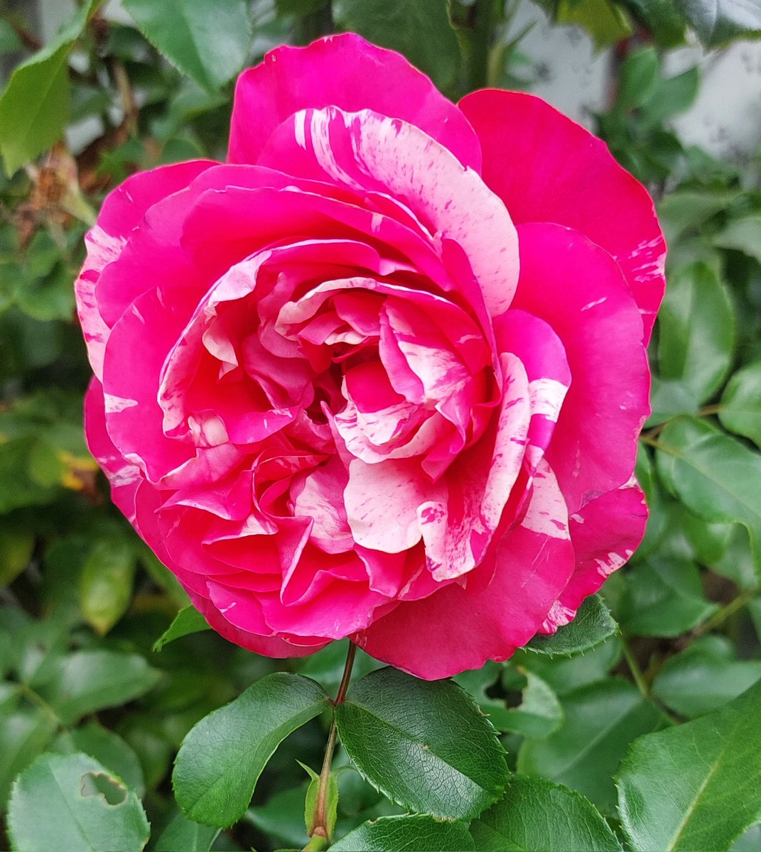 WoodyHoll's tweet photo. Rosen für Eure TL
#TagDerRose https://t.co/ObVDag2hj8