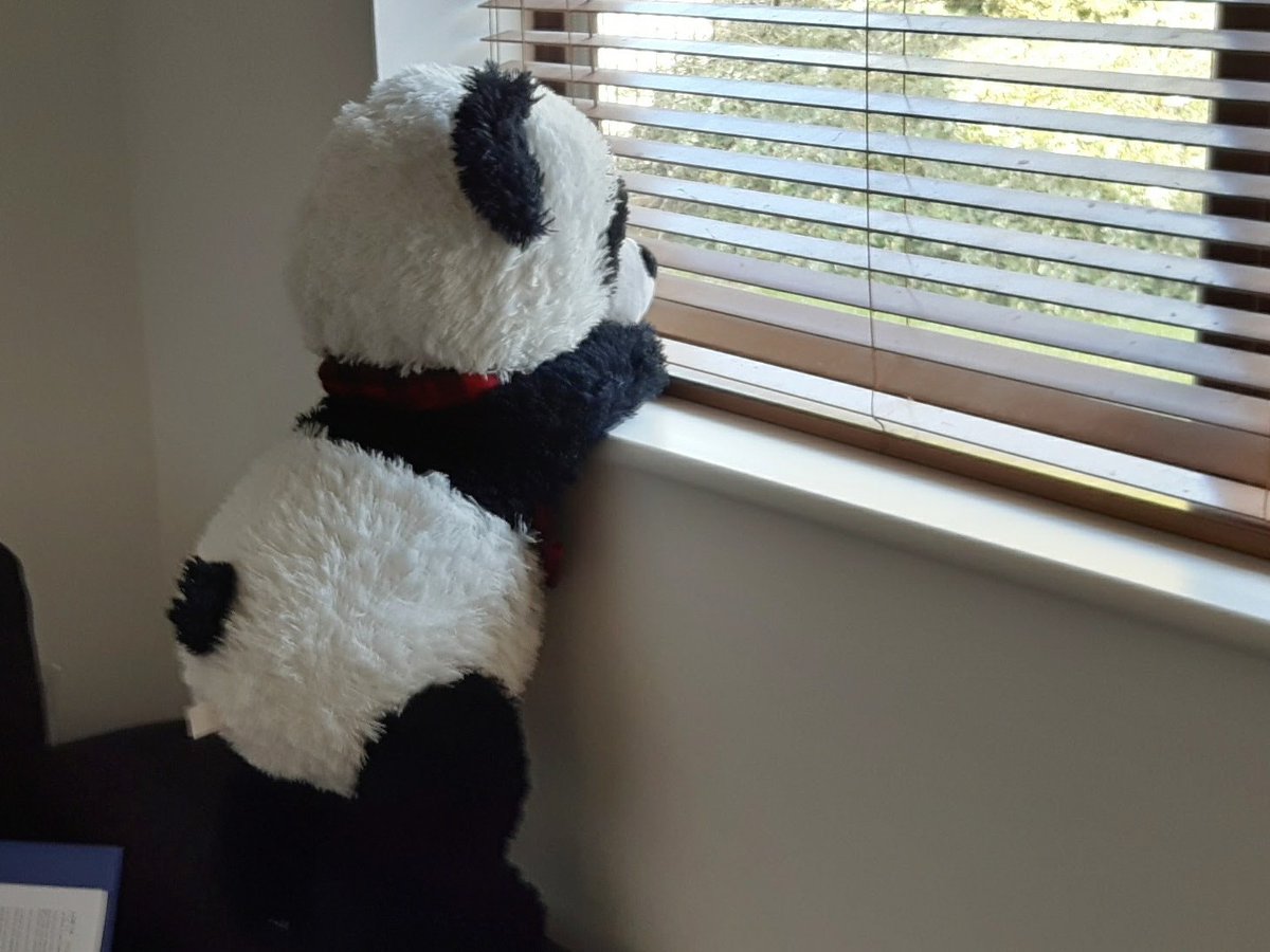 Mummy_Punda's tweet photo. Waiting for the hoomans to come home 🐼 https://t.co/OWLaHVGhgM