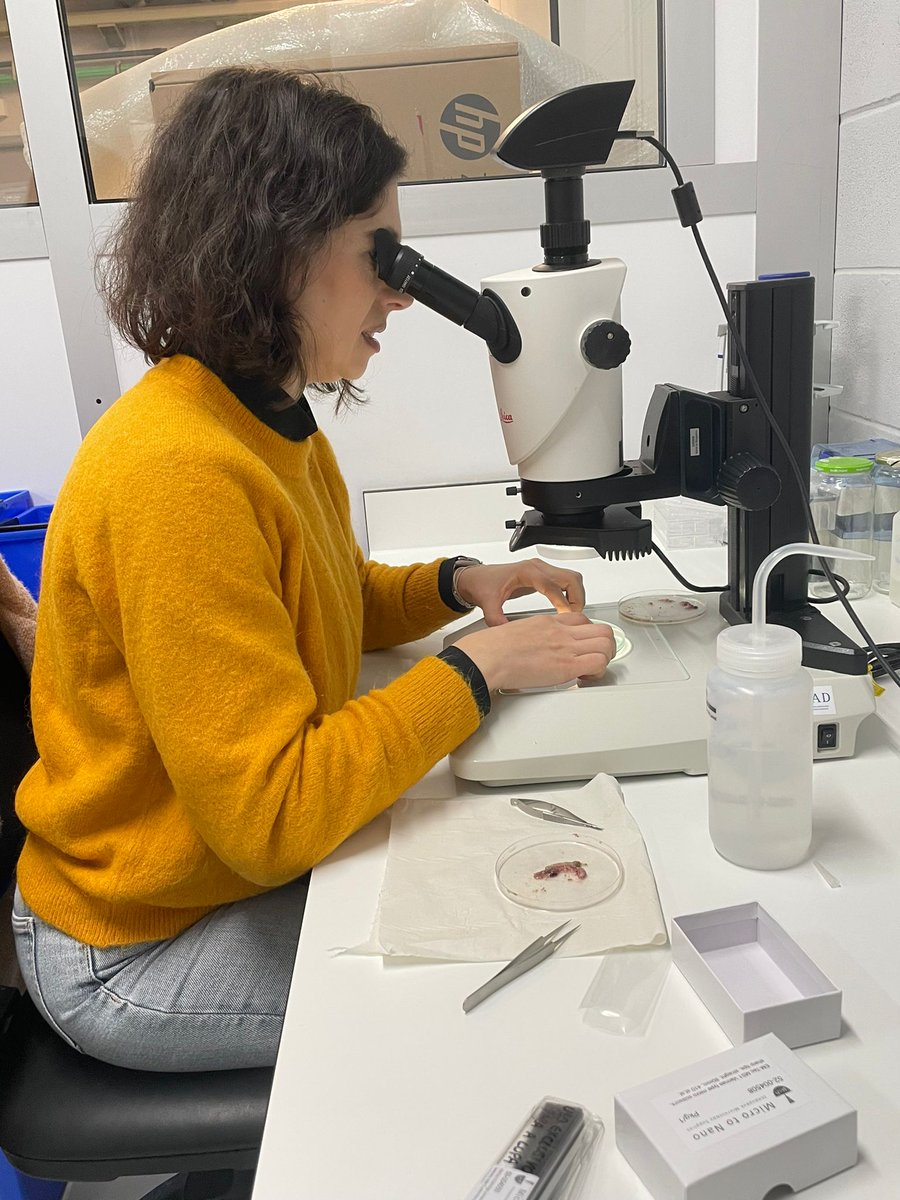 Over the last few weeks, we've been working hard to get ready for the #megacampain 2.0! We'll be repeating our #bivalve 🦪 sampling of various species from last year in #RiadeAveiro, but now evaluating #eDNA 🧬, broadening the range of outputs of the project