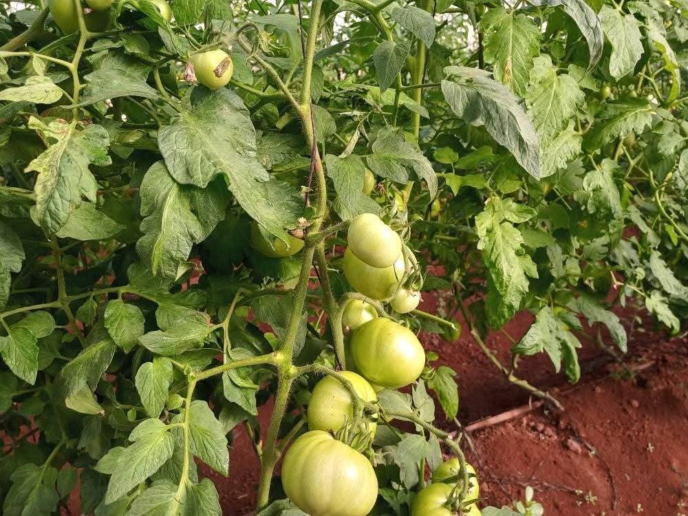 Tomate con destino al turismo desde las casas de cultivos protegidos.
#latir