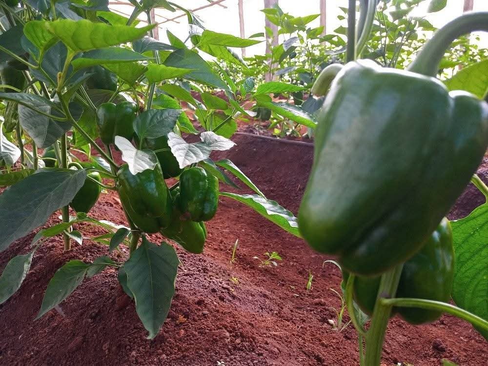 Producción de pimiento en productores avileños.
#Latir