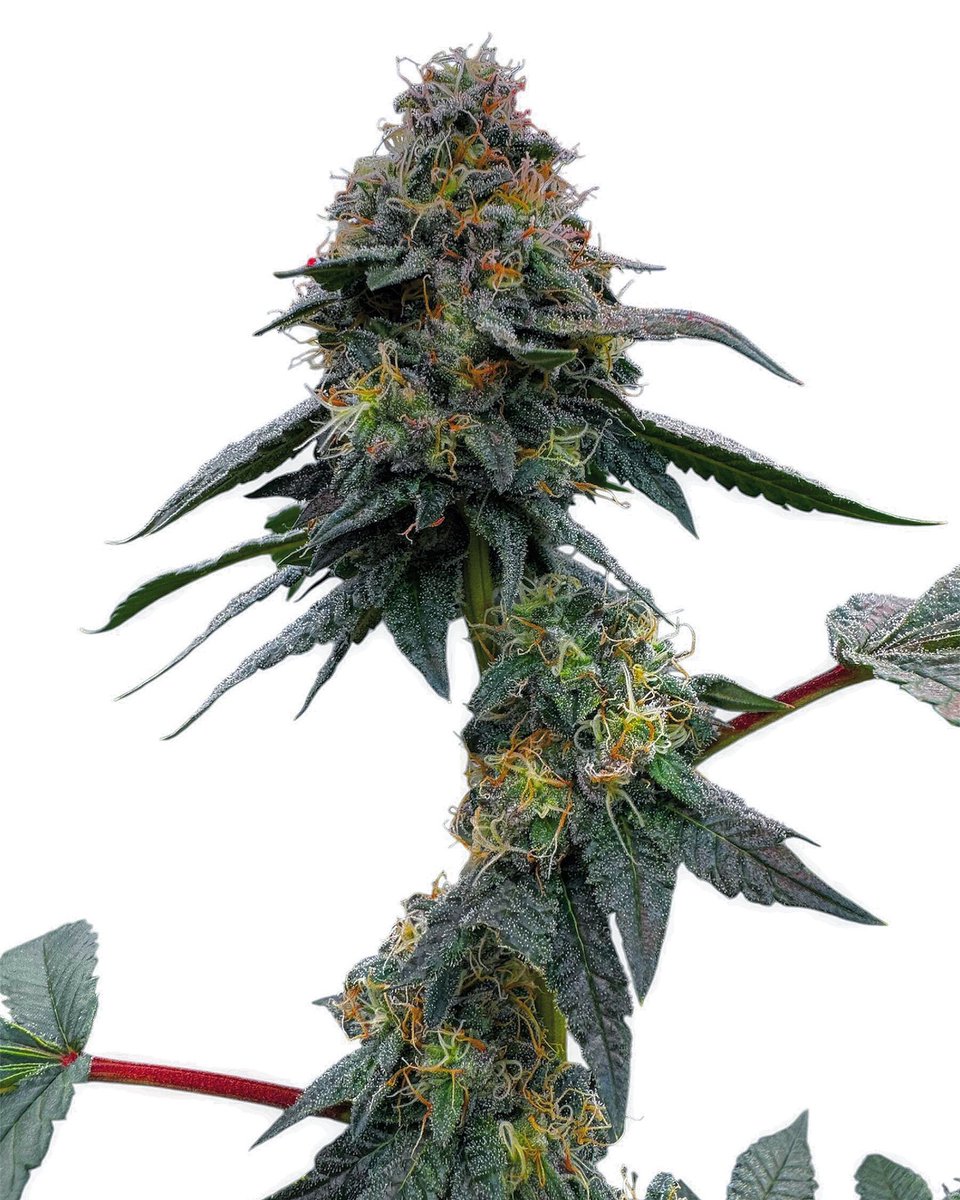 rocco727's tweet photo. Frozen Sweet Rain π₯Άπ¬βοΈ this is a cross between Candy Rain x Code Blue bred by the homie Florist Hawaii hunted and selected by myself. Heavy yielding, sweet & creamy with a burnt rubber/gassy terp.
#stpeteterps #frozensweetrain #driphydro #spectreled #charcoir #lovefortheplant https://t.co/tqaQSr843w
