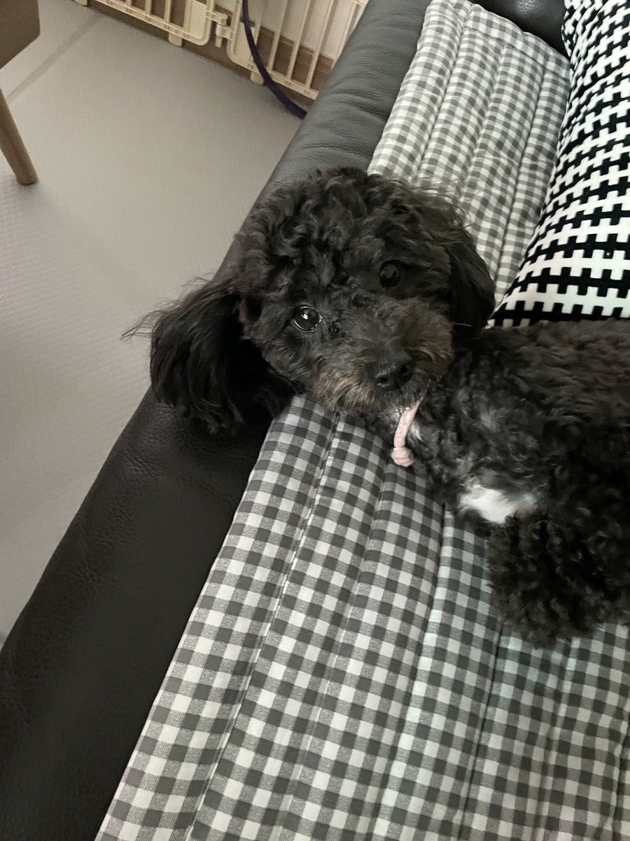 배츗츄 / 서일페 L08 tweet media