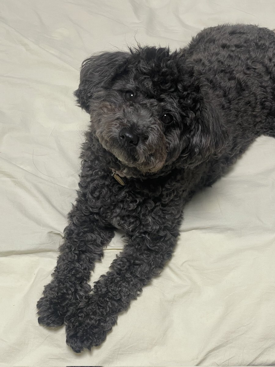 배츗츄 / 서일페 L08 tweet media