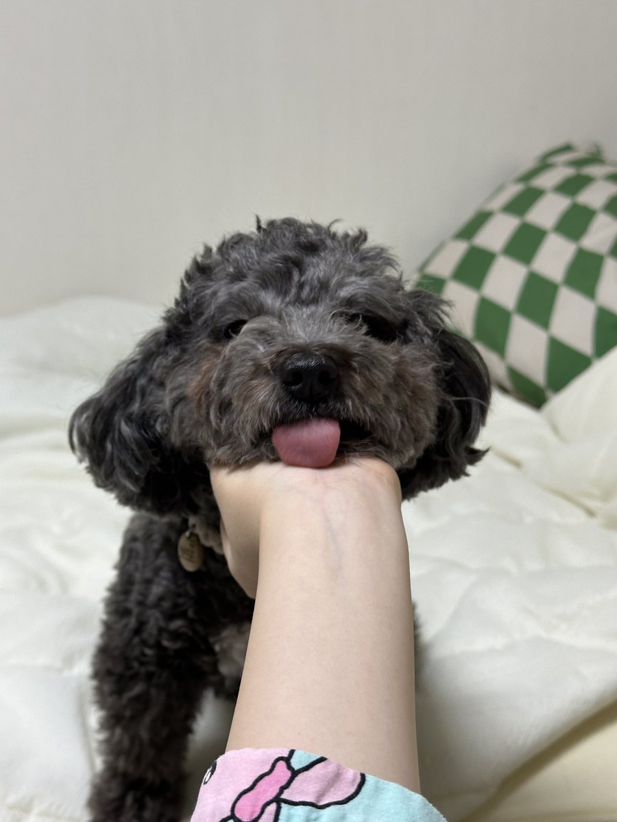 배츗츄 / 서일페 L08 tweet media