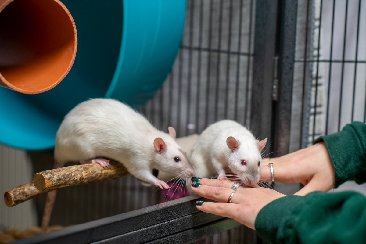 Westgarth Anthrozoology Group (@waglabliv) on Twitter photo We are still looking for a PhD student to join us in <a href="/LivUni_IVES/">Inst of Infection Veterinary & Ecological Sciences</a> to investigate the impact of small furry pet ownership, in collaboration with <a href="/WoodgreenPets/">Woodgreen Pets Charity</a> and funded by <a href="/HABRITweets/">HABRI</a> findaphd.com/phds/project/r… We are still looking for a PhD student to join us in <a href="/LivUni_IVES/">Inst of Infection Veterinary & Ecological Sciences</a> to investigate the impact of small furry pet ownership, in collaboration with <a href="/WoodgreenPets/">Woodgreen Pets Charity</a> and funded by <a href="/HABRITweets/">HABRI</a> findaphd.com/phds/project/r…