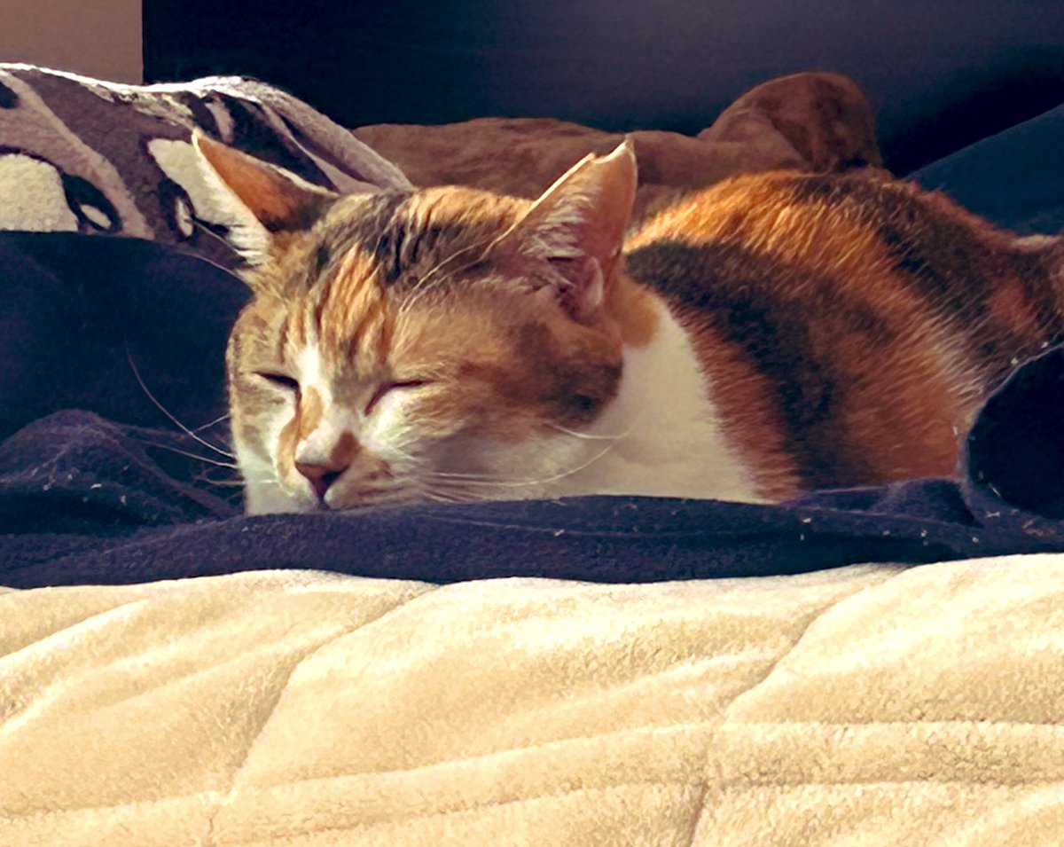 mike_sacchan's tweet photo. 猫を愛する全てへ✨

おやすみなさい⭐

また　明日ね☺️ https://t.co/gfVXq9Pw7f