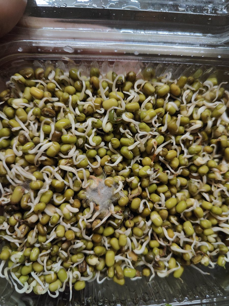 dummyblogger06's tweet photo. Dear @ZeptoNow 
The order got delivered in 10min with fungus 😅🙏🏻

#india #zepto #justasking https://t.co/PunFagEI2x