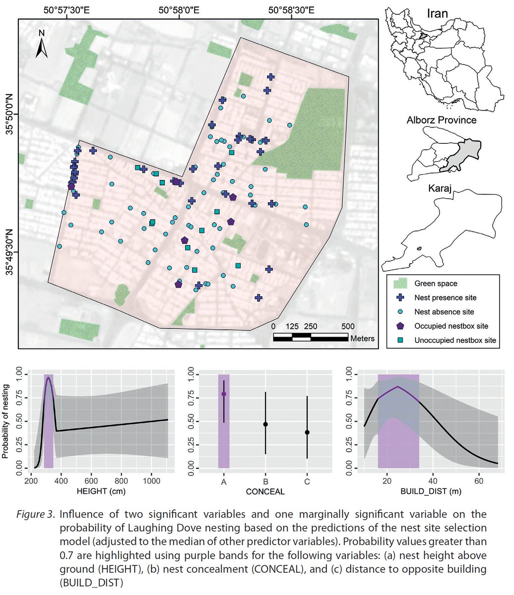 ornishungarica's tweet photo. Some conditions of 32 nest presence and 64 nest absence sites of Laughing Doves were measured in Iran. Nest height above ground and shelter are important.
Check out https://t.co/HPh8Y87jSo
#Ornis #OrnisHungarica #journal #ornithology #birds #Aves #ecology #nature #human #urban https://t.co/4irdnagWnA