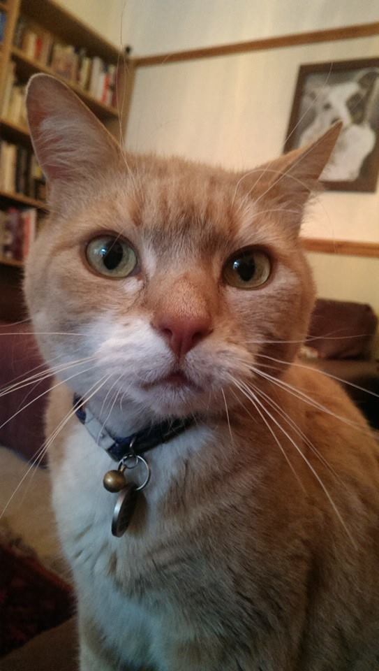 Westgarth Anthrozoology Group (@waglabliv) on Twitter photo We are very excited to be collaborating with <a href="/waltham_science/">Waltham Petcare Science Institute</a> to investigate the impact of the cat-owner relationship on owner wellbeing. We are looking for a PhD student to join us in <a href="/LivUni_IVES/">Inst of Infection Veterinary & Ecological Sciences</a> and you can find out more here.... findaphd.com/phds/project/c… We are very excited to be collaborating with <a href="/waltham_science/">Waltham Petcare Science Institute</a> to investigate the impact of the cat-owner relationship on owner wellbeing. We are looking for a PhD student to join us in <a href="/LivUni_IVES/">Inst of Infection Veterinary & Ecological Sciences</a> and you can find out more here.... findaphd.com/phds/project/c…