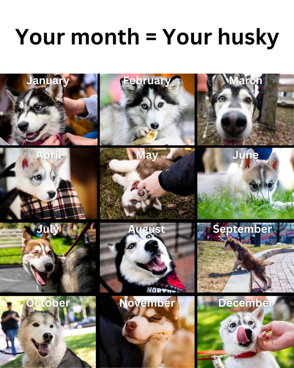 Northeastern's tweet image. Which husky are you? 🐾