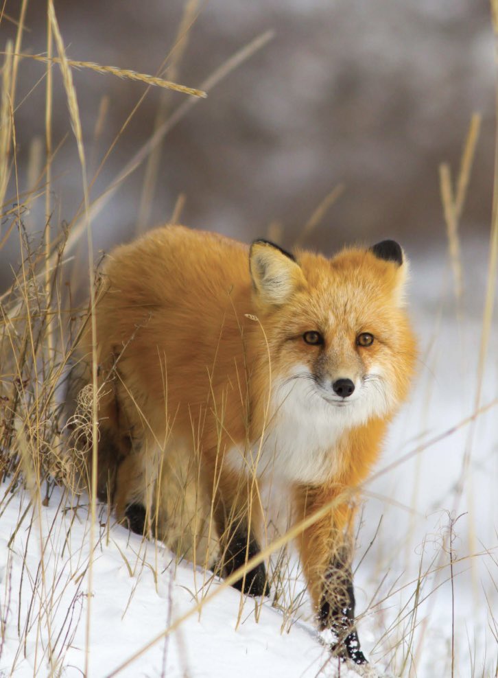 𝘋𝘦𝘢𝘳 𝘑𝘦𝘰𝘯𝘨𝘪𝘯,

𝘐𝘯 𝘩𝘰𝘯𝘰𝘳 𝘰𝘧 𝘺𝘰𝘶𝘳 𝘴𝘱𝘦𝘤𝘪𝘢𝘭 𝘥𝘢𝘺, 𝘐 𝘸𝘢𝘯𝘵𝘦𝘥 𝘵𝘰 𝘨𝘪𝘧𝘵 𝘺𝘰𝘶 𝘢 𝘙𝘌𝘋 𝘍𝘖𝘟, 𝘴𝘰 𝘪’𝘷𝘦 𝘢𝘥𝘰𝘱𝘵𝘦𝘥 𝘵𝘩𝘳𝘰𝘶𝘨𝘩 𝘞𝘞𝘍 𝘶𝘯𝘥𝘦𝘳 𝘩𝘪𝘴 𝘯𝘢𝘮𝘦 🦊

𝘔𝘢𝘺 𝘪𝘵 𝘣𝘳𝘪𝘯𝘨 𝘢 𝘴𝘮𝘪𝘭𝘦 𝘵𝘰 𝘺𝘰𝘶𝘳 𝘧𝘢𝘤𝘦