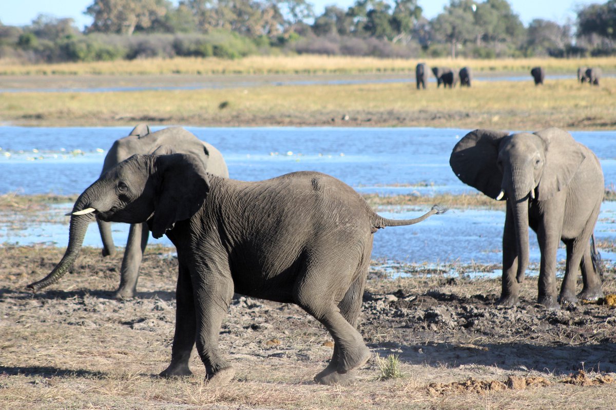 branditafri's tweet photo. 🌍Giants of the Okavango! 🐘🌿 A majestic herd of elephants enjoying the riverbanks of the Okavango—captured on safari with BrandIt Africa Tours &amp; Safaris.

✨Explore more → https://t.co/nrB99Zf6mK

#OkavangoRiver #Elephants #NamibiaWildlife #ExploreAfrica #SafariErlebnis https://t.co/fFMyiIEpfj