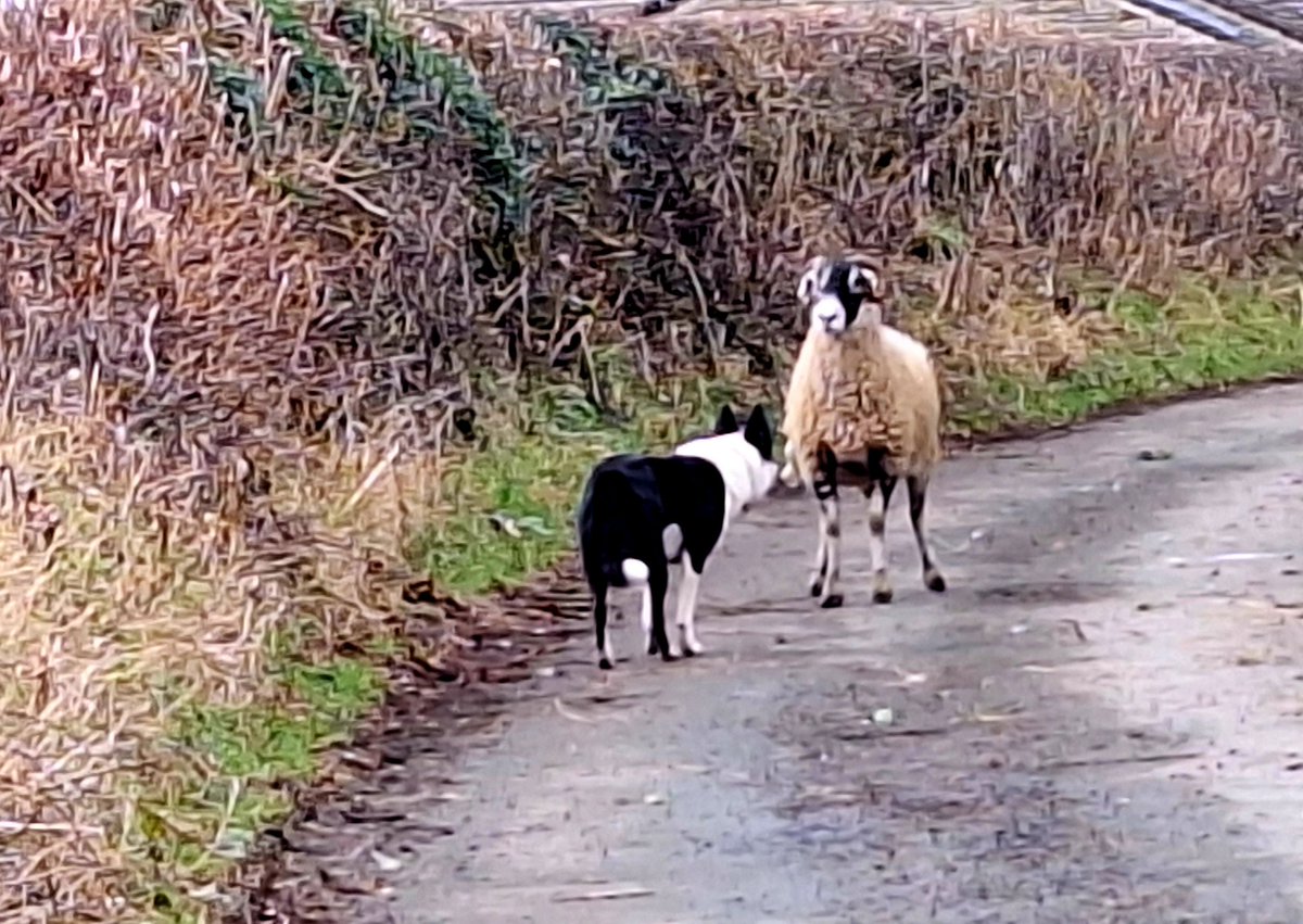 Come and have a go if yer think yer hard enough....