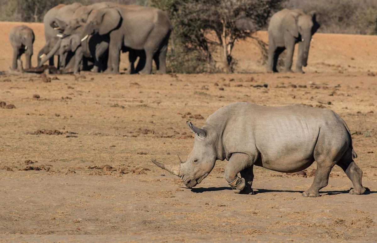 SunsetSafarisSA's tweet photo. Madikwe: Visit Tau Game Lodge&amp;see Elephant, Rhino, Lion, Cheetah, Hyena, Buffalo, Leopard, Zebra, Wild Dog, various Antelope, Giraffe, Ostrich&amp;Warthog,amongst other magnificent animals that roam the reserve&amp;a bird population of over 250 different species. Photos: Tau Game Lodge https://t.co/ov3hVMv07M