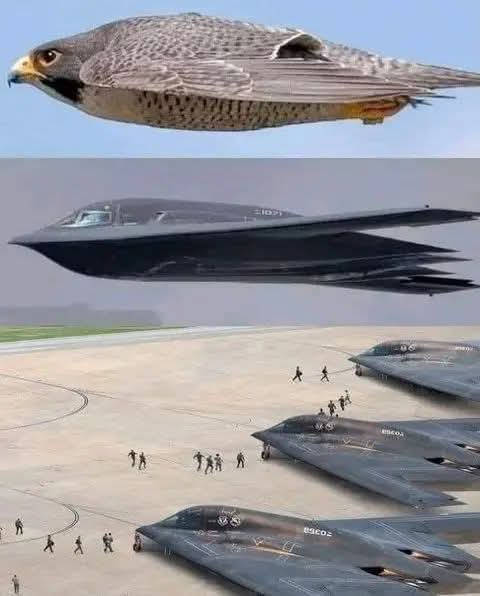 The peregrine falcon, the fastest creature on Earth, swoops down on its prey at 400 km/h without being affected by the enormous air pressure. The secret? A small bone in its nose called the "tubercles", which slows the airflow and protects its respiratory system. This engineering