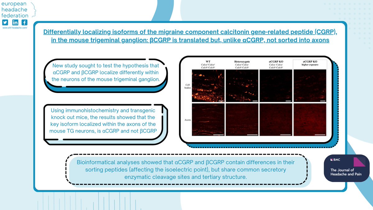 EHF_Official's tweet image. 🧠🔬 αCGRP vs. βCGRP—do they localize differently in migraine pathways? A new study reveals that αCGRP, not βCGRP, is the key isoform in mouse trigeminal ganglion axons, with bioinformatics suggesting distinct intracellular sorting.
🔗 Read more: doi.org/10.1186/s10194… #Migraine