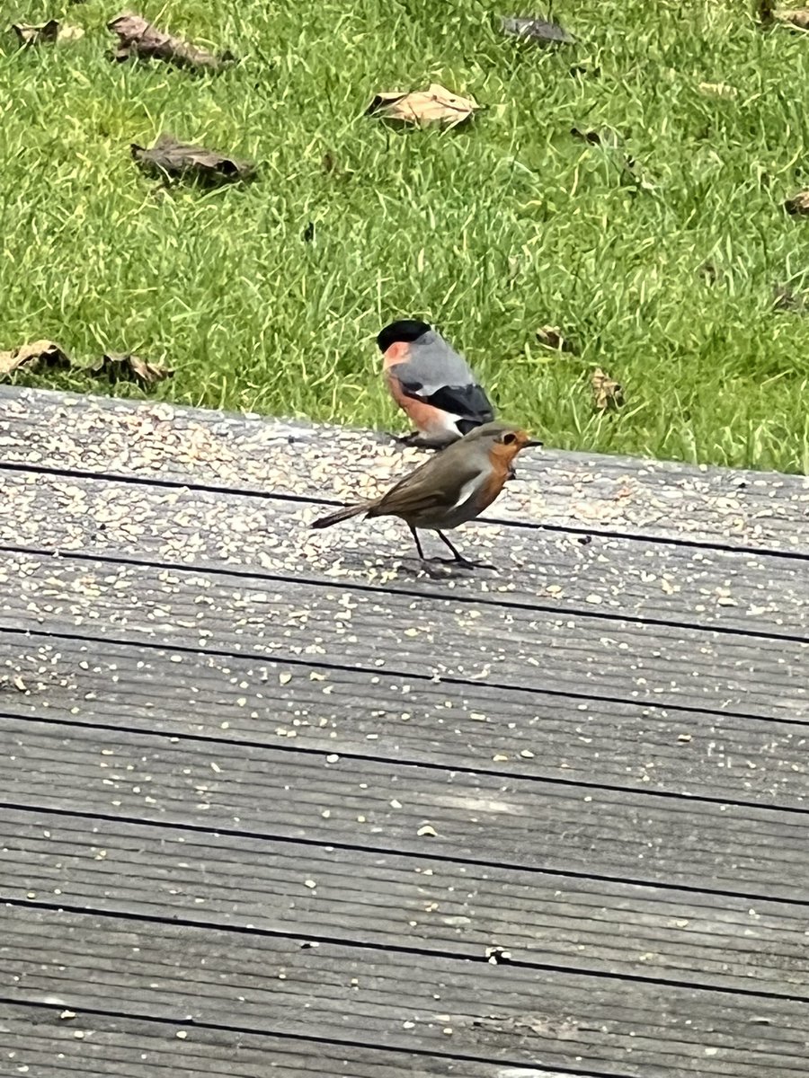 loisamyx's tweet photo. Bullfinch X Robin b2b @Natures_Voice https://t.co/9QpBvIK3QJ