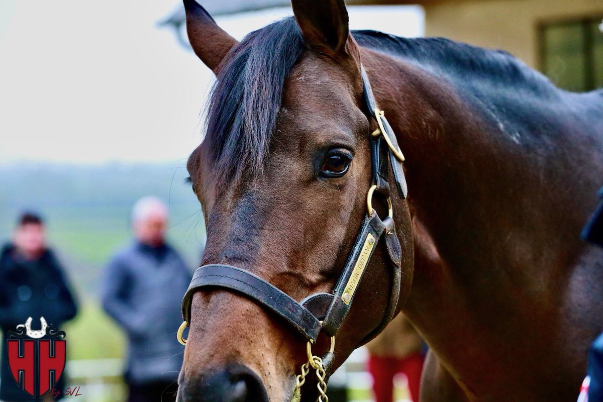 #MagicDream at <a href="/harasduhoguenet/">Haras du Hoguenet</a> 
📸 <a href="/svl_design/">Sabine Lösch</a>