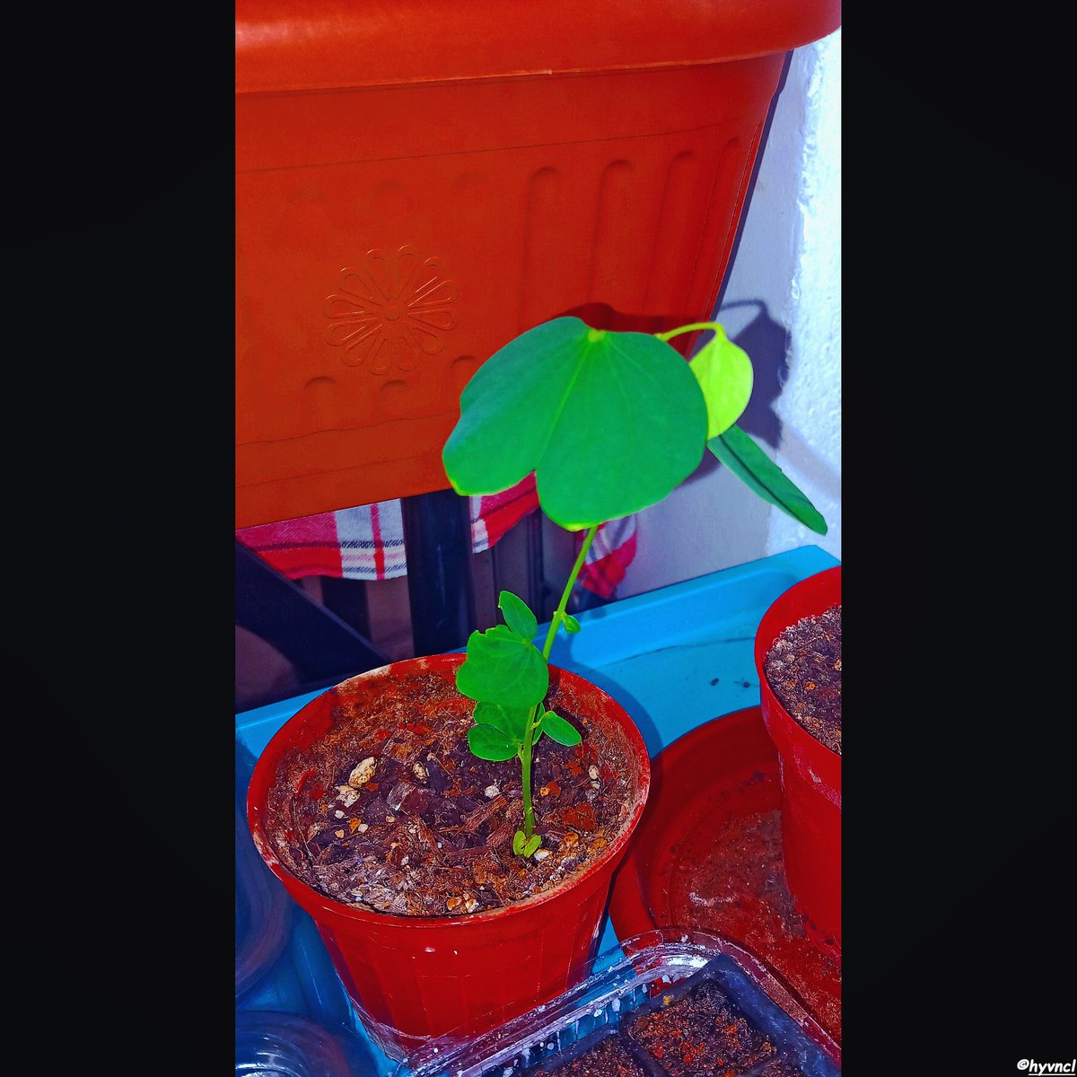 OzgunSozuer's tweet photo. Judas | Cercis siliquastrum | ERGUVAN
https://t.co/Z8Hv31v0TI
#cercissiliquastrum #bonsaidiaries #judasgermination #judas #judastree #seedstarting #bonsaifromseed #macrophotography #macrophotography #500pxrtg #ThePhotoHour #PintoFotografía #thePhotoNow #YourShot #FotoRshot https://t.co/mL2Va8q1zE