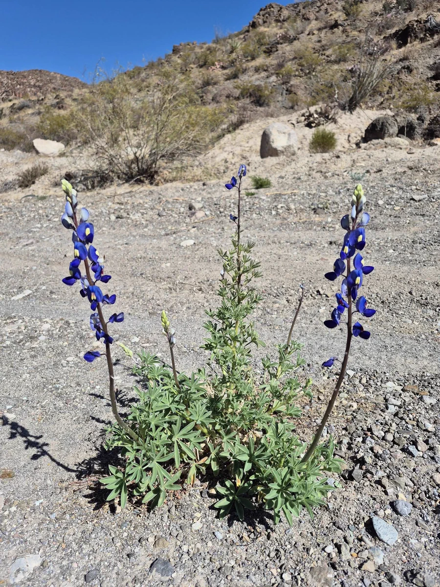 Texas Bluebonnet blooming inside Big Bend Ranch State Park.
