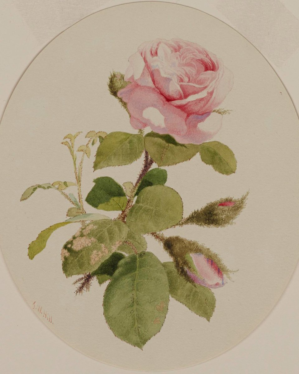 walters_museum's tweet photo. Every rose has its thorn 🌹 Just be sure to remove them before giving your boo a bouquet this Valentine's Day ❤️‍🩹 #roseday 

🎨 https://t.co/jzf9utZC2S
🎨 https://t.co/Mx1UNkrUog
🎨 https://t.co/pj8HbPTHuO
🎨 https://t.co/4bshBk8s7t https://t.co/lKhyv6Z8WD