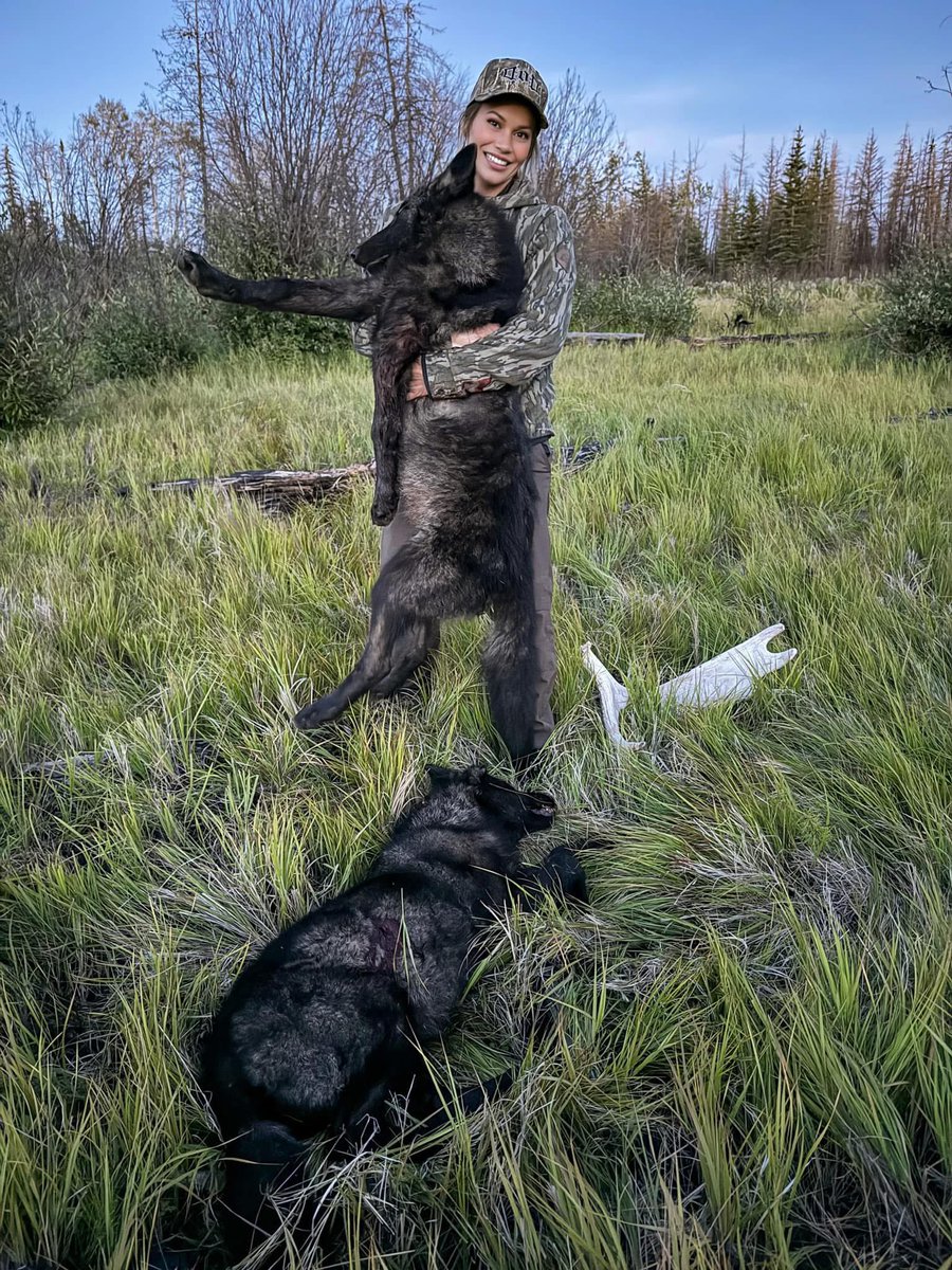 Brittany Kichton, North Carolina, &amp; 'animal lover' started the season off HOT. Her goal was to kill more than one wolf from a pack. Her dream came true. An 'animal lover'? Laughable. 🤬
#BanTrophyHunting RT
<a href="/SARA2001NOOR/">Sara✌️💙🍉peaceFOReveryone</a> <a href="/Angelux1111/">Angel</a> <a href="/Gail7175/">WatchDominion.com Ⓥ</a> <a href="/Lin11W/">🌱🌹❤️ Anonymous for the voiceless ❤️🌹🌱</a> <a href="/Protect_Wldlife/">PROTECT ALL WILDLIFE</a>