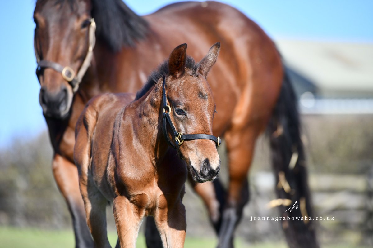 Jo_Grabowska's tweet image. Happy #FoalFriday ! Welcome first baby at
@StudElwick
, my favourite mare #Bespangled gave a birth to a very brave colt by one of my favourite stallion too #Pinatubo

@rpbloodstock
@TheTBA_GB
@DarleyEurope