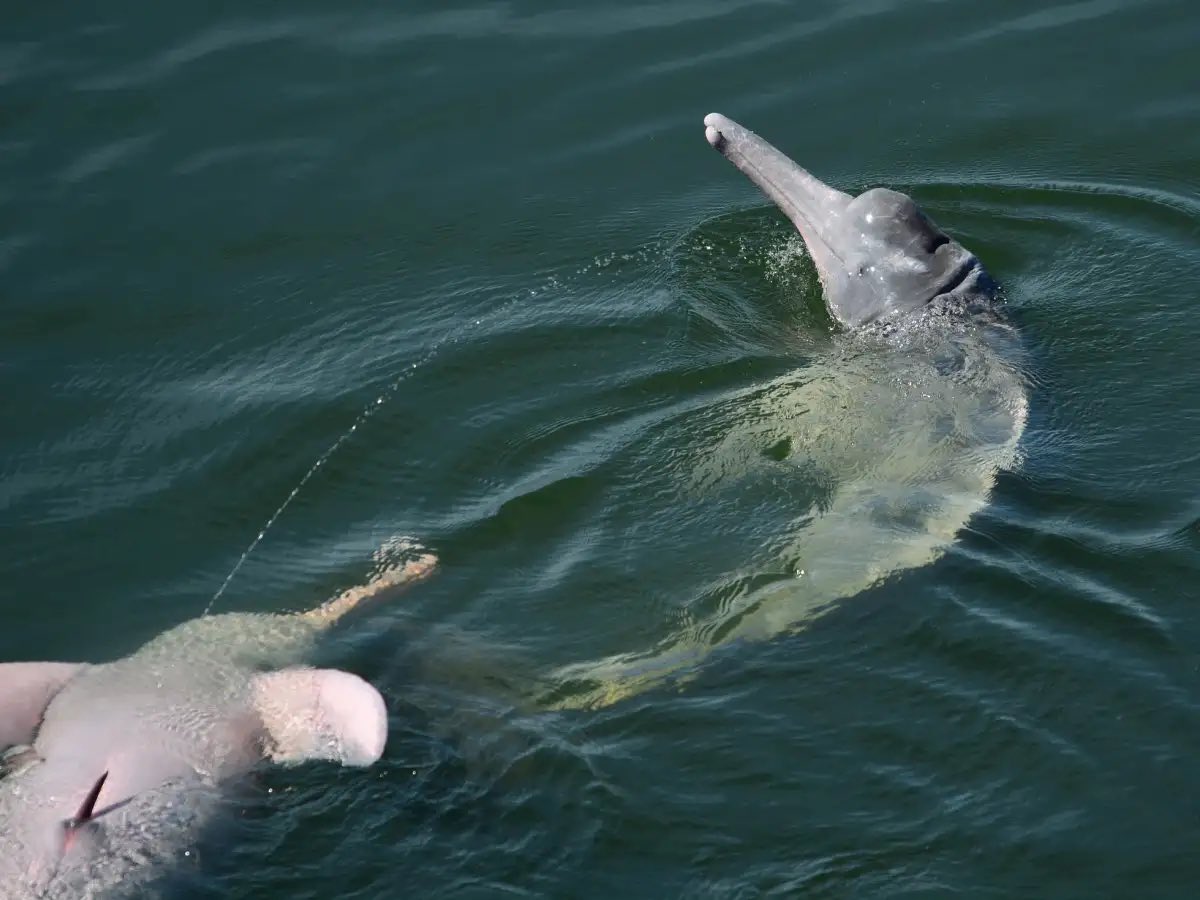 KrakenCove tweet media