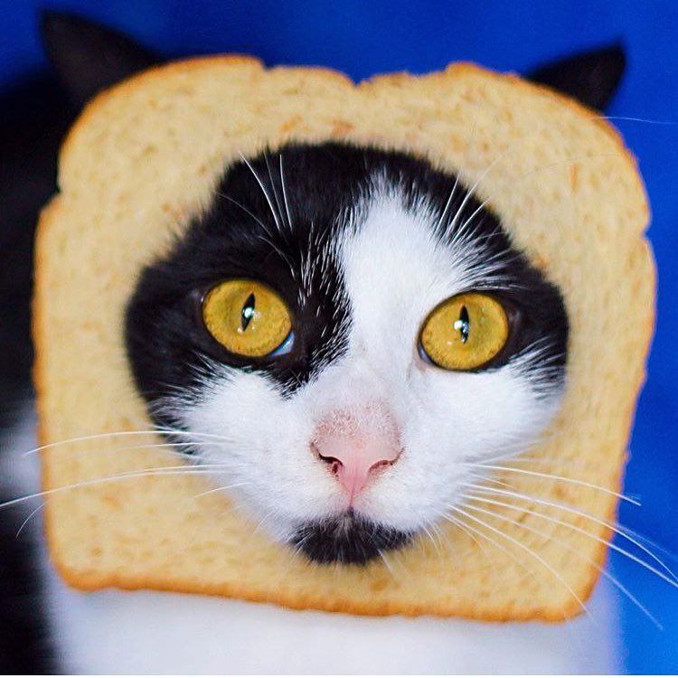 INBREDCATONSOL's tweet photo. You may be rich, but are you ‘wearing-a-slice-of-bread-like-a-crown’ rich? 🍞🫵😹🍞 https://t.co/yEW4fQZr2U
