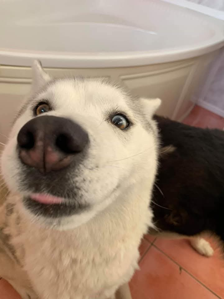 THIS IS CLEO CLEO LIKES TO STEAL SOCKS AND LICK RADIATORS BUT TODAY IS HER BIRTHDAY AND SHE TURNS 12 WHAT A DOG 😍😍